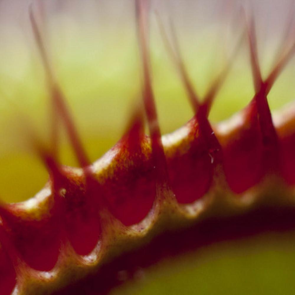 Venus fly trap