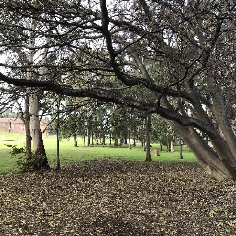 Park underneath trees