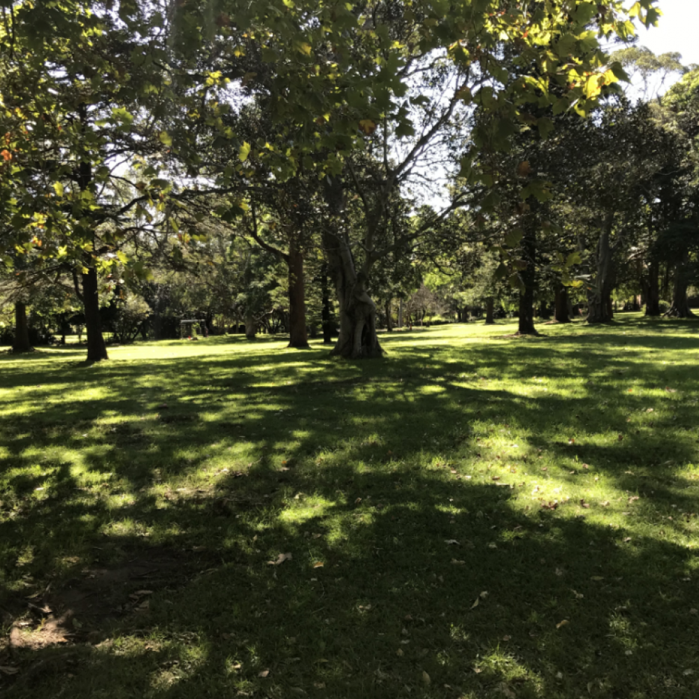 Park with trees