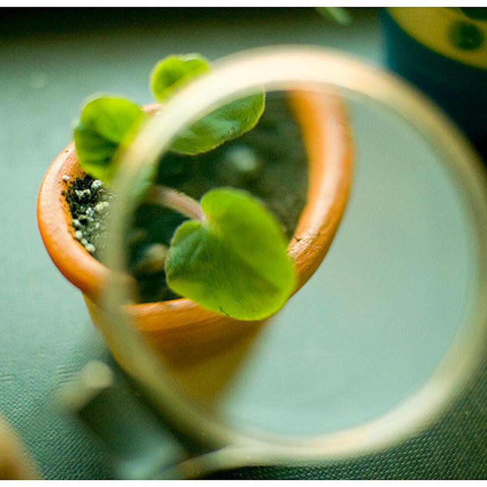 Plant under a magnifying glass