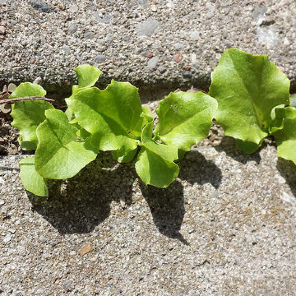 Plants growing between pavement cracks