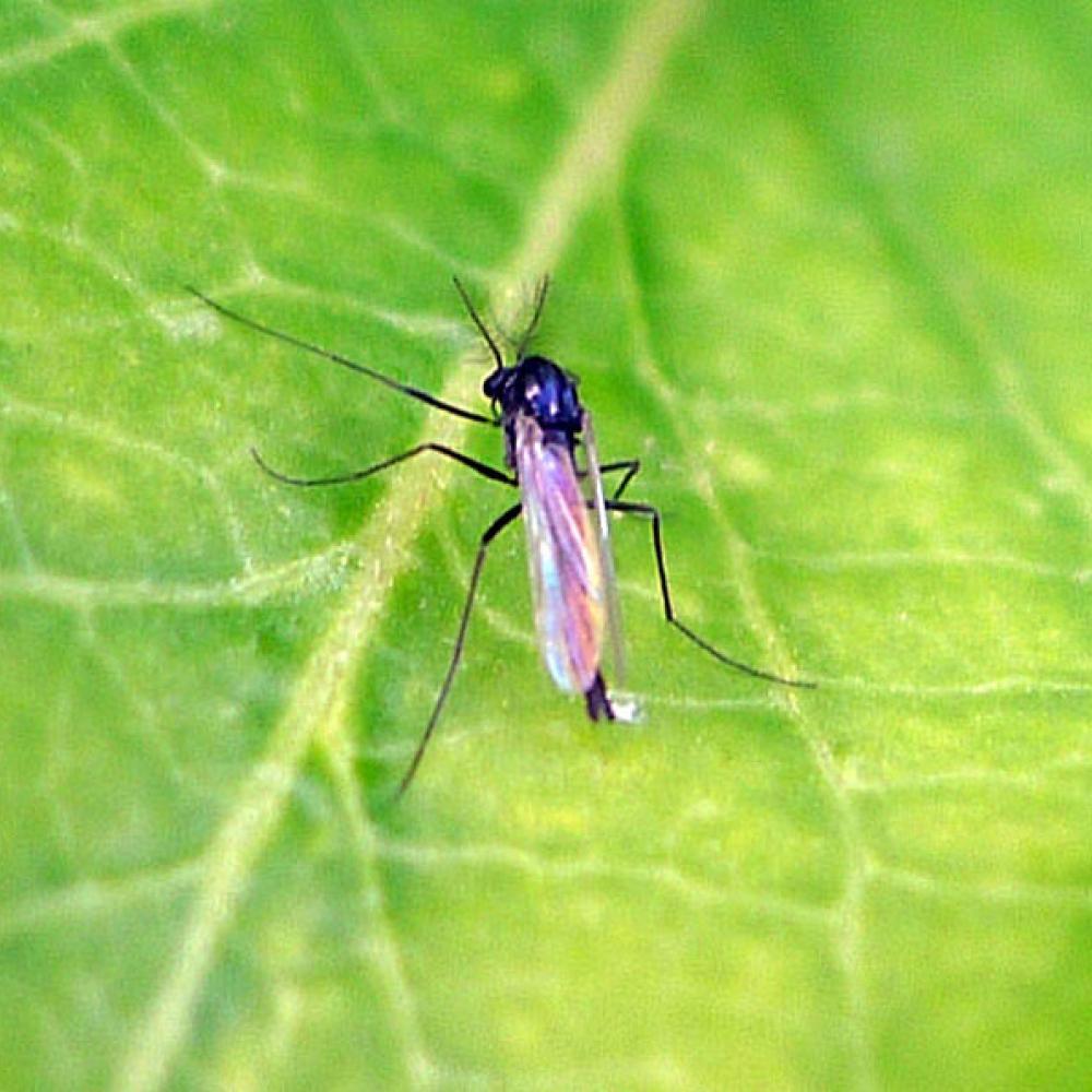 Mosquito on a leaf