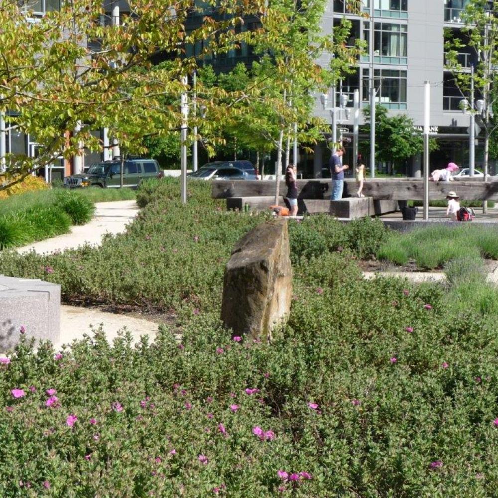 Walkway with bushes and trees
