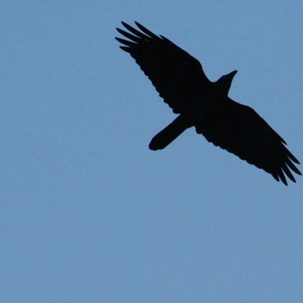 Bird flying above